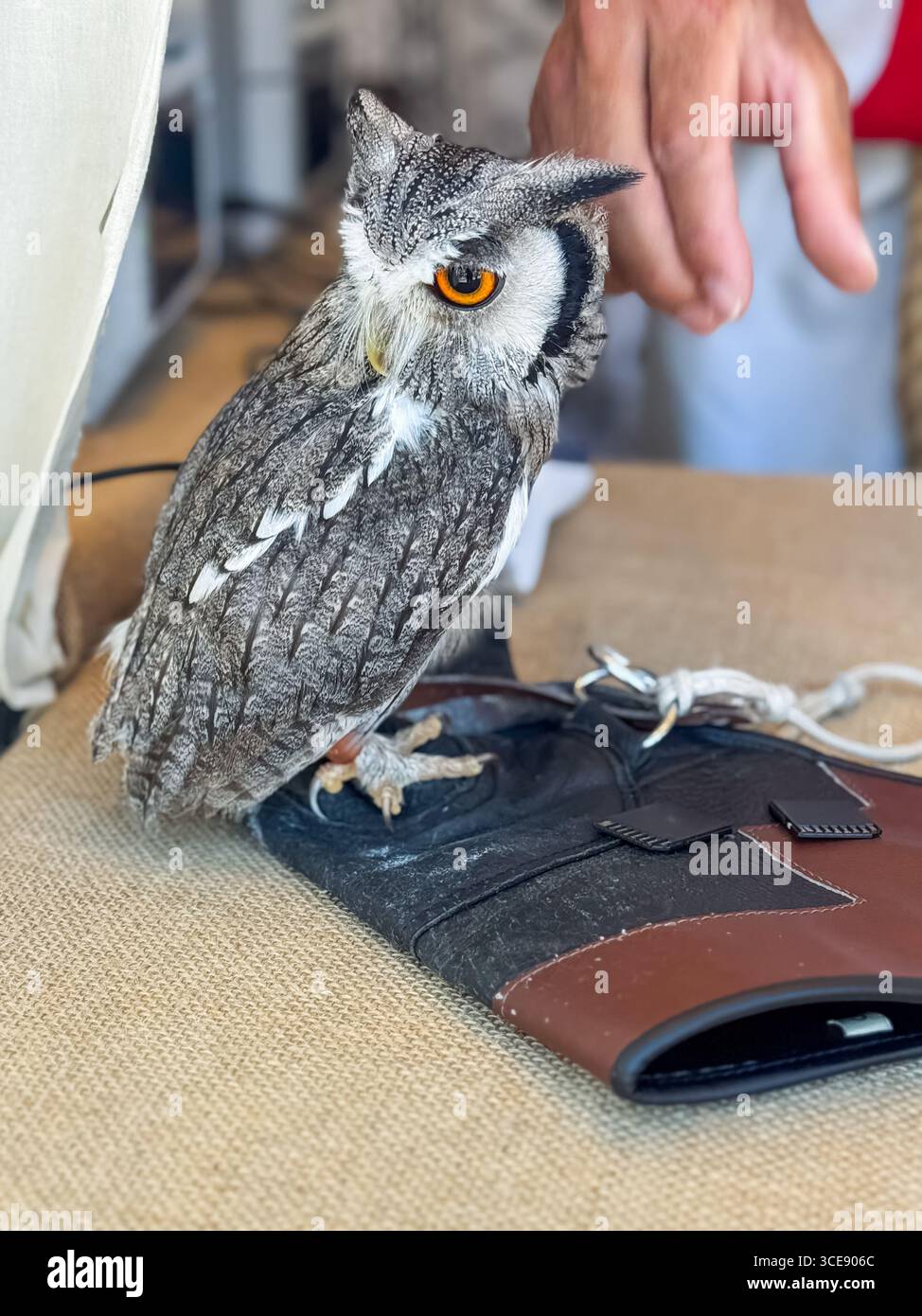 Una piccola civetta grigia con occhi arancioni accesi appollaiata su un guanto di falconeria, pronta per l'interazione con la mano di una persona, che mostra il suo intricato fe Foto Stock
