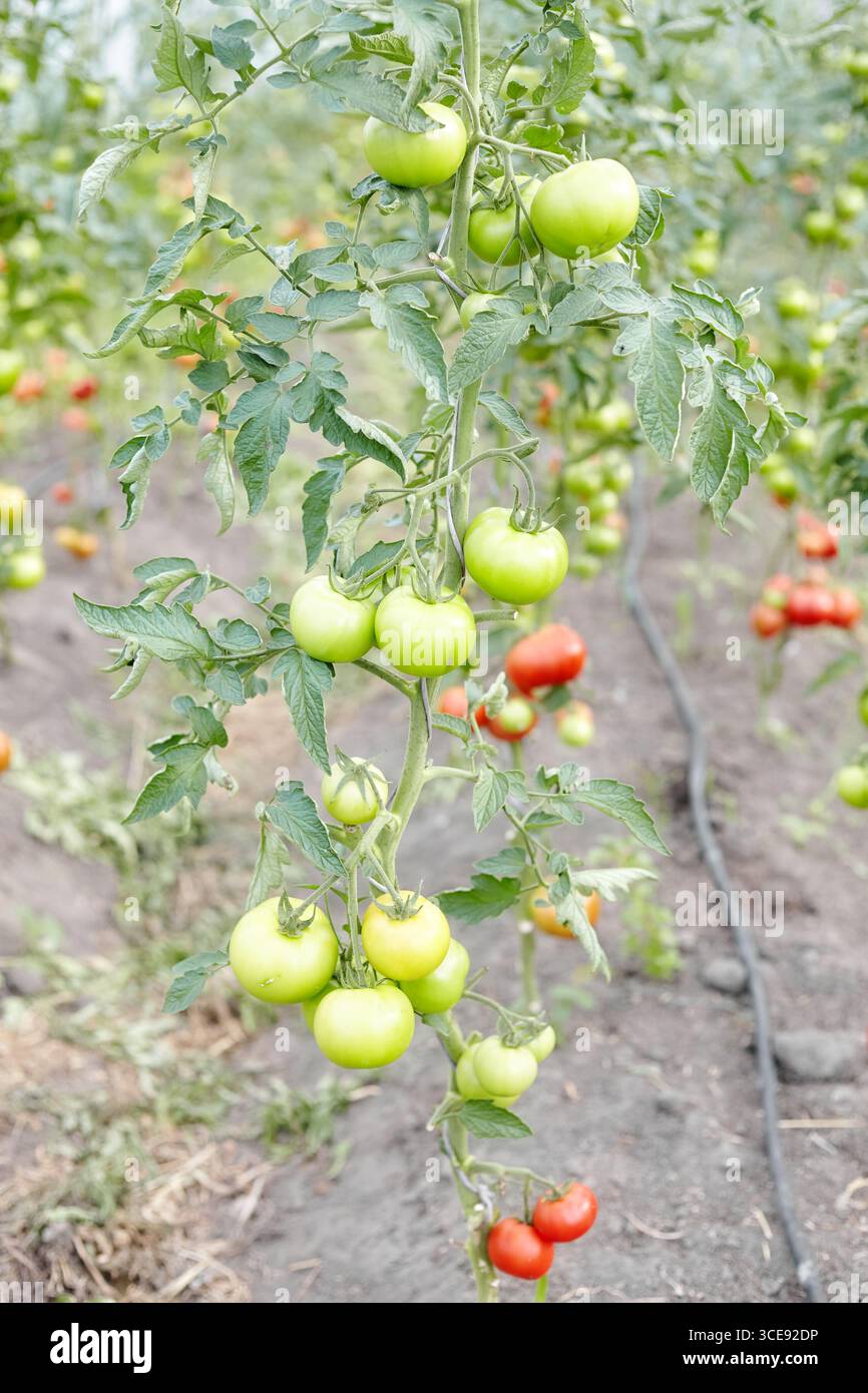 Pomodori biologici coltivati in serra, concentrati selettivi. Foto Stock