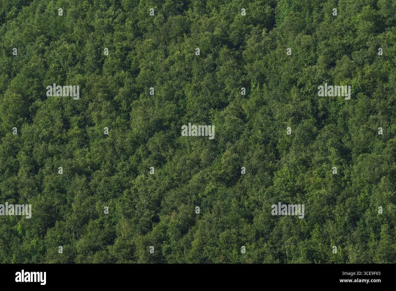 Struttura foresta verde a schermo intero Foto Stock