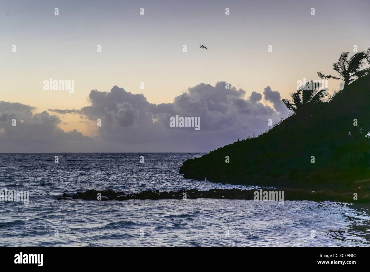 Mamora Bay, Antigua - 25 dicembre 2016: Pellicani che si tuffano nell'oceano all'alba presso il resort Mamora Bay ad Antigua Foto Stock
