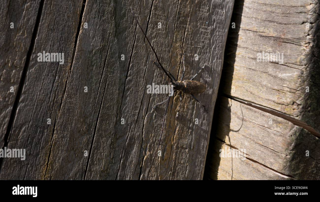 Scarabeo di Longhorn su superficie in legno intemprata Foto Stock