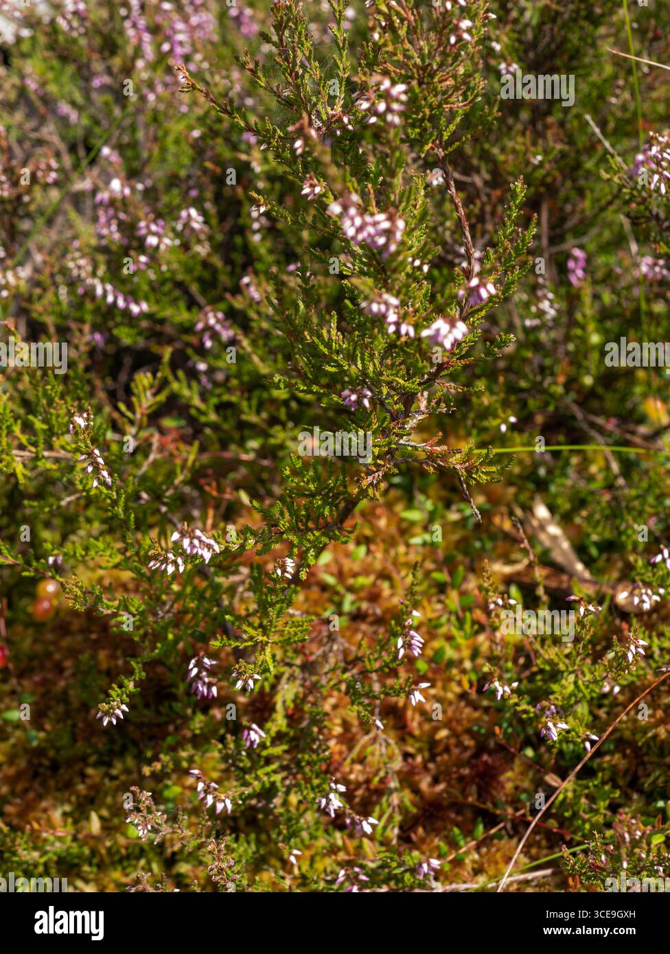 Pianta di Erica (Calluna vulgaris) con fiori rosa in habitat naturale Foto Stock