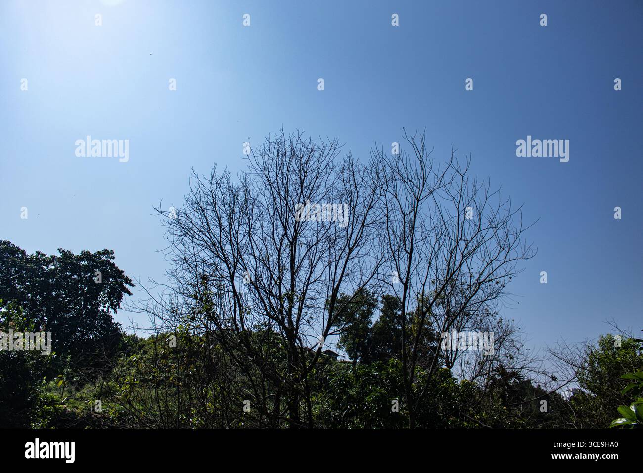 Paesaggio vivace con verdi colline e alti alberi Foto Stock