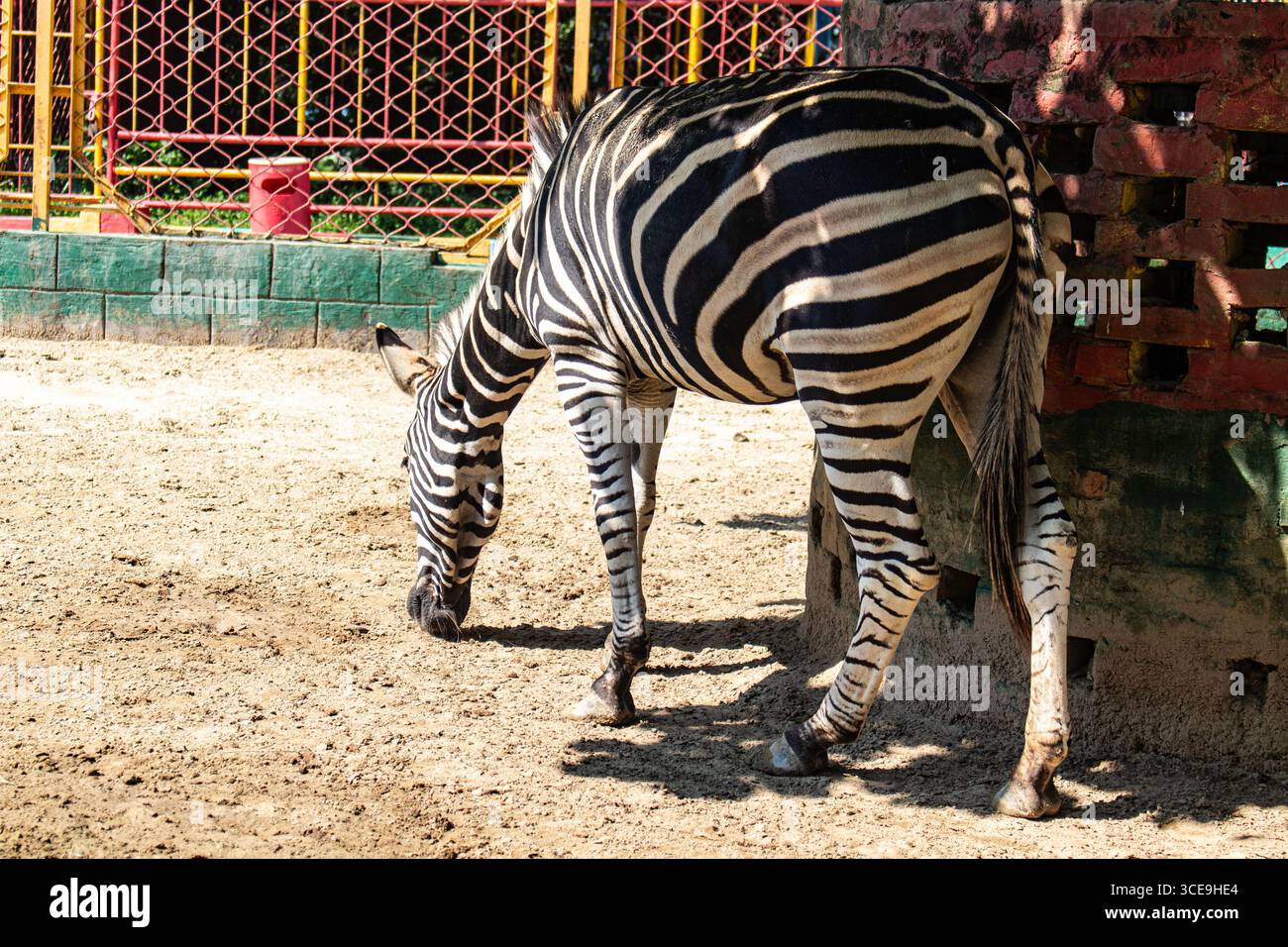 Zebra selvaggia all'ombra con sfondo verde e vista sullo zoo Foto Stock
