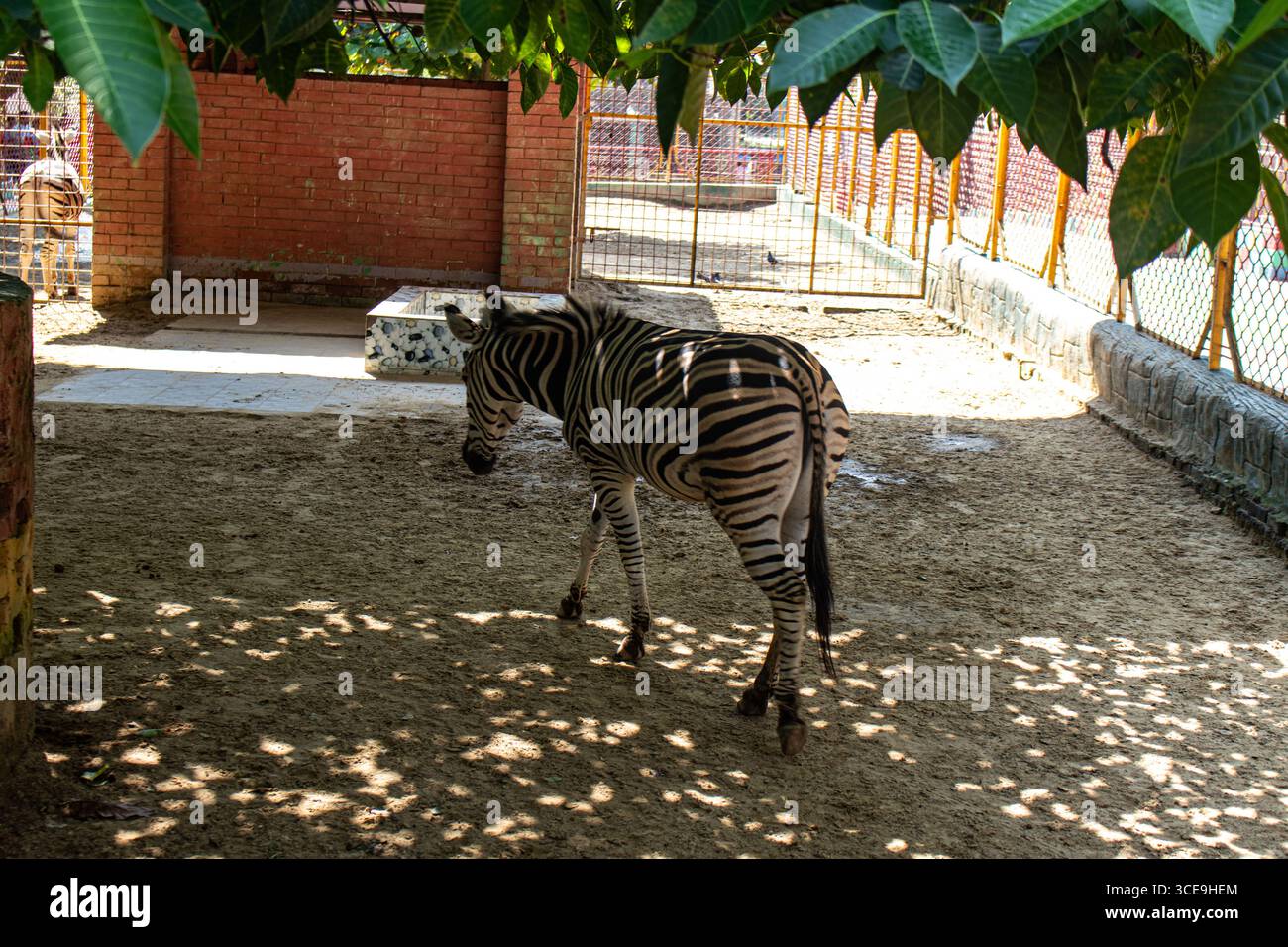 Zebra in parziale ombra riposa tranquillamente nello zoo di Chattogram Foto Stock
