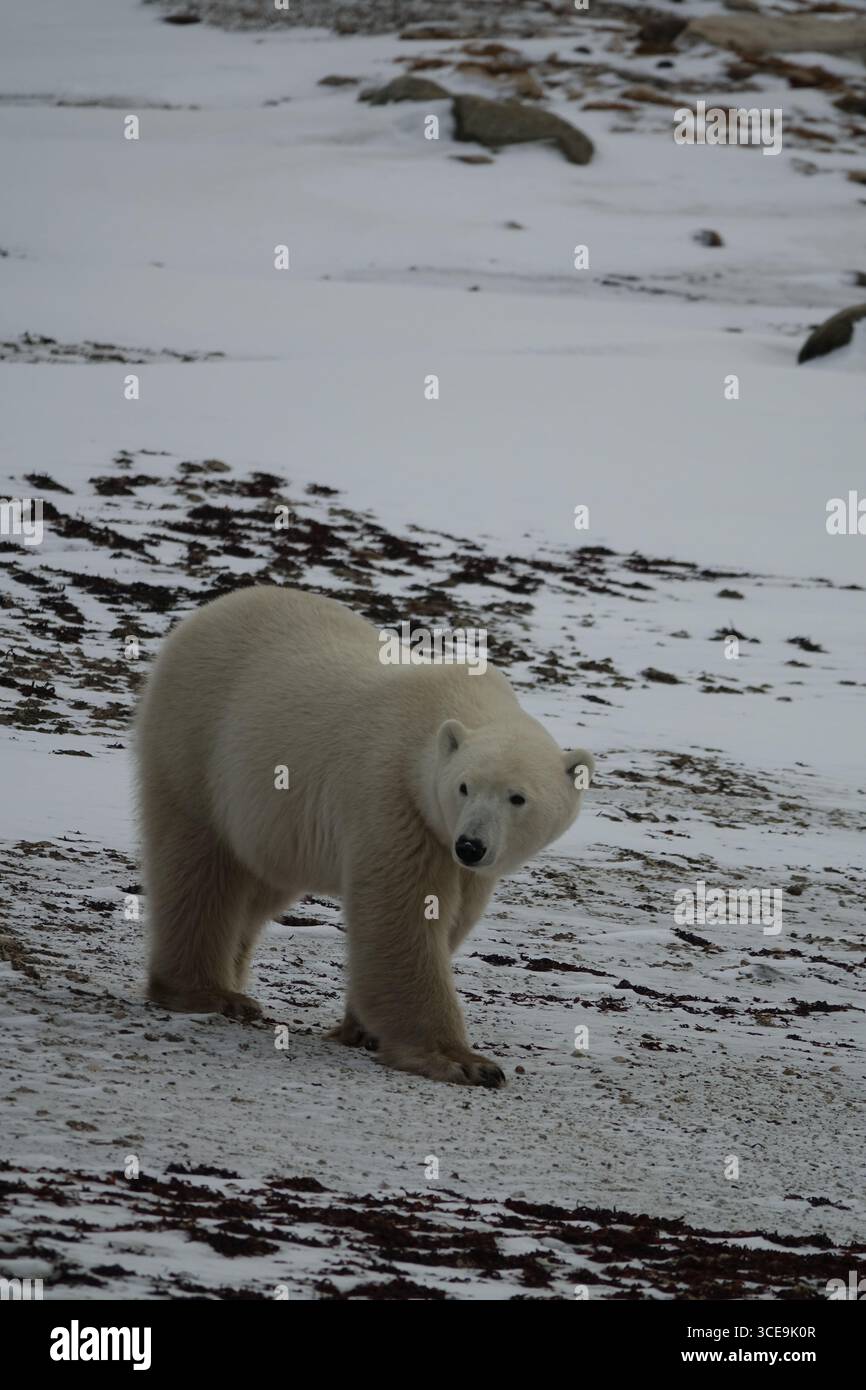 Orso polare Foto Stock