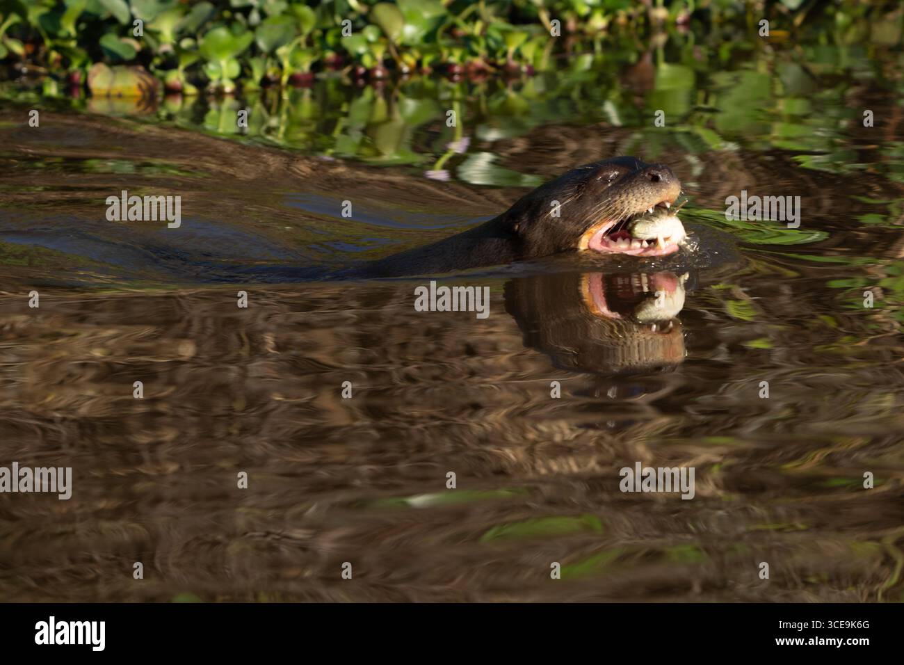 Otter gigante (Pteronura brasiliensis) del Pantanal brasiliano Foto Stock