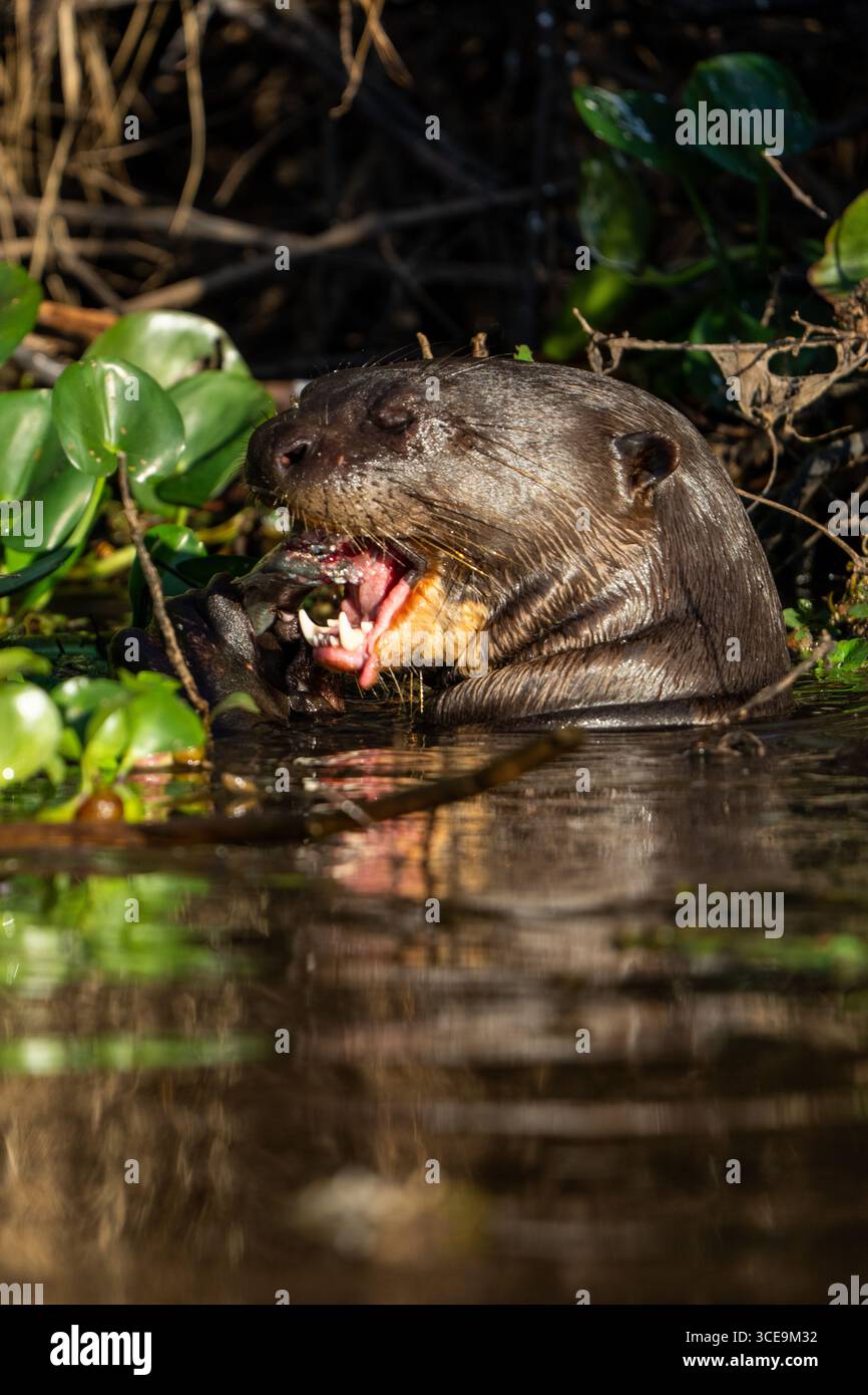 Otter gigante (Pteronura brasiliensis) del Pantanal brasiliano Foto Stock