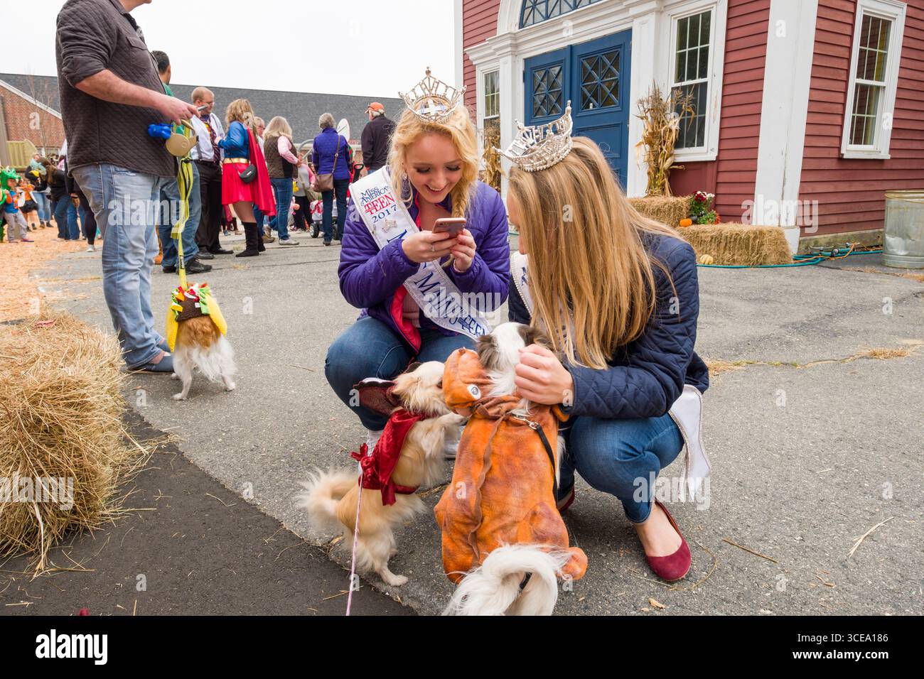 2017 Miss Teen Maine USA Anna Castonguay utilizzando uno smartphone per fotografare due cani di piccola taglia in Ogunquit scuola di villaggio prima di iniziare OgunquitFe Foto Stock