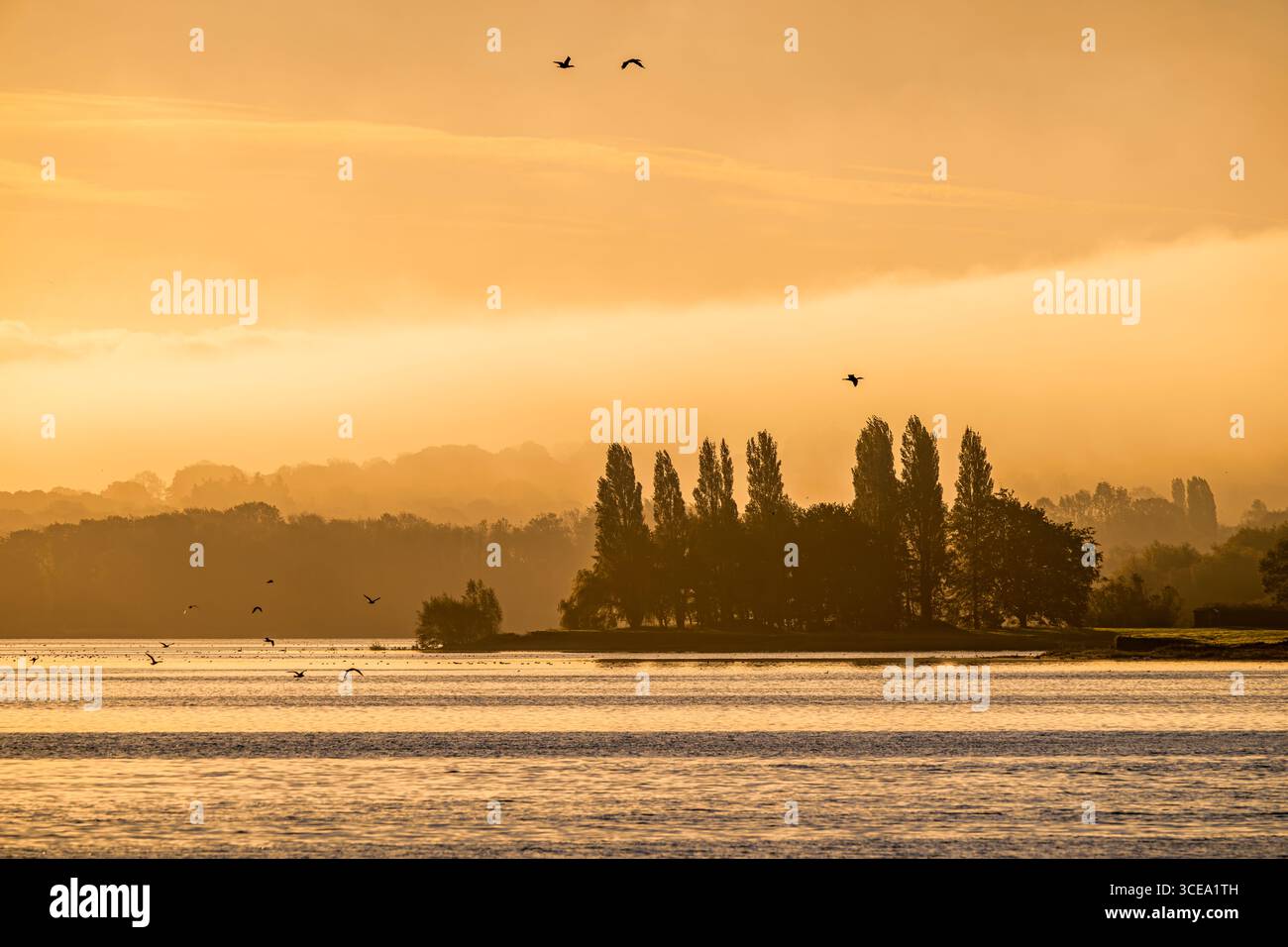 Lago Blagdon all'alba, con un'argine nuvolosa, alcune nebbie e uccelli che volano e nuotano nel lago Foto Stock