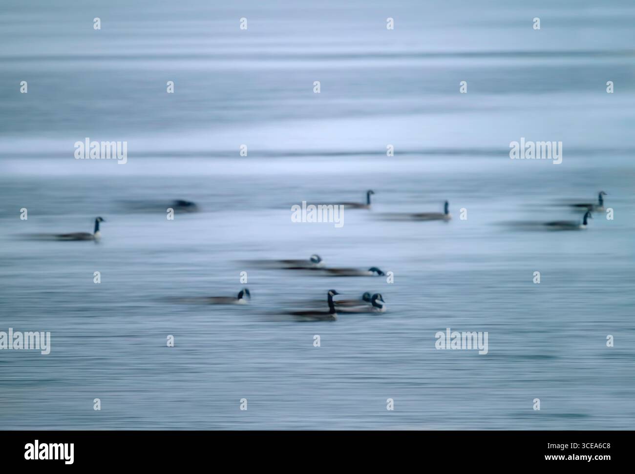 Oche canadesi in movimento a Blagdon Lake, Somerset usando il movimento intenzionale della telecamera (tecnica ICM presa la mattina presto in un giorno nebbioso Foto Stock