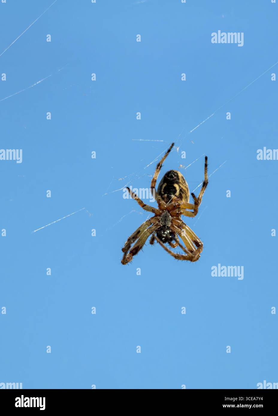 Bridge Spider, chiamato anche Gray Cross Spider, che appartiene al gruppo di ragni di Orb Weaver, appeso dalla ragnatela contro il cielo blu in estate Foto Stock