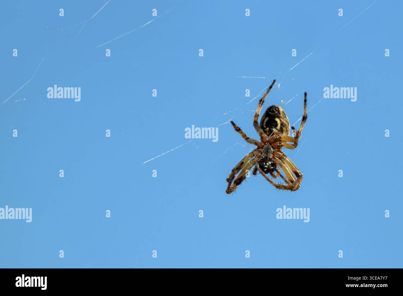 Bridge Spider, chiamato anche Gray Cross Spider, che appartiene al gruppo di ragni di Orb Weaver, appeso dalla ragnatela contro il cielo blu in estate Foto Stock