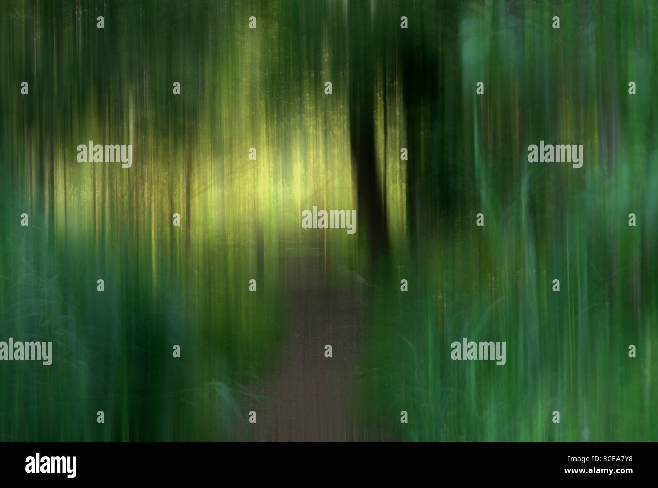 Sentiero nel bosco con alberi illuminati dal sole alla fine, realizzato con il movimento intenzionale della telecamera (ICM) che offre un'immagine artistica e astratta. Concetto di passeggiata fino alla lig Foto Stock