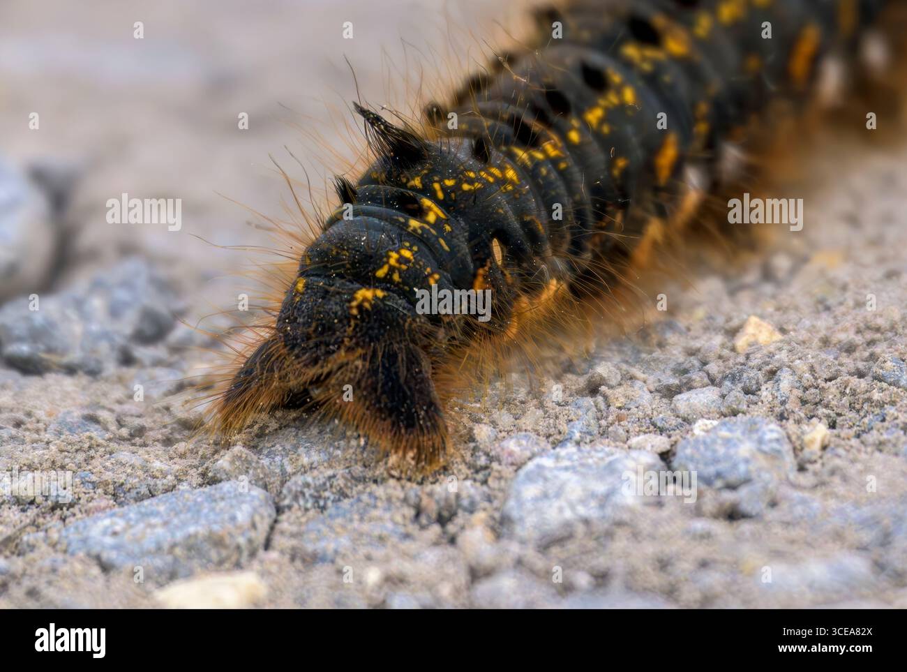 bruco di falena bevitrice sul sentiero nel Somerset nel regno unito, chiamato per aver bevuto rugiada dall'erba Foto Stock