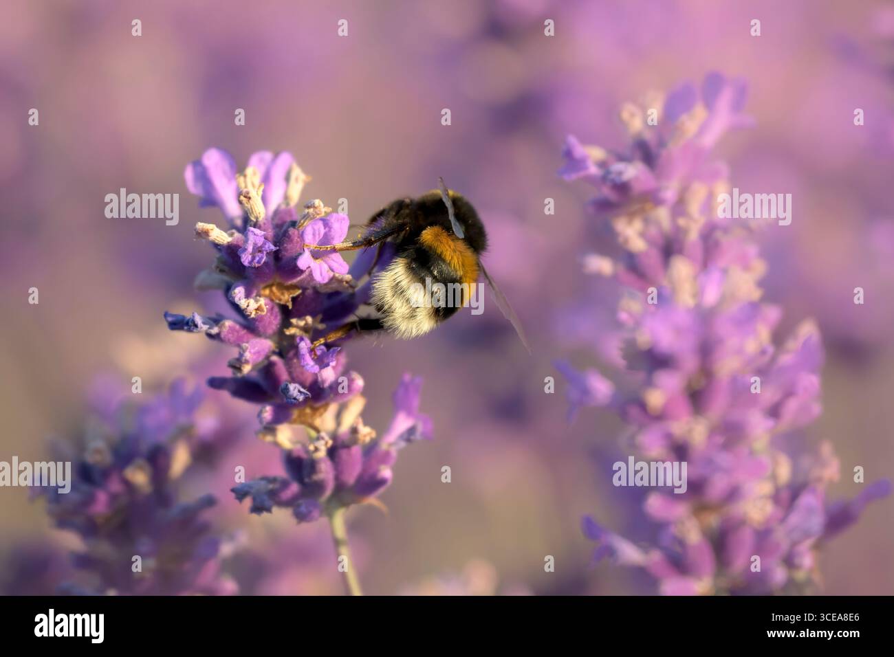 bumblebee dalla coda bianca che raccoglie il polline dalla lavanda subito dopo l'alba Foto Stock