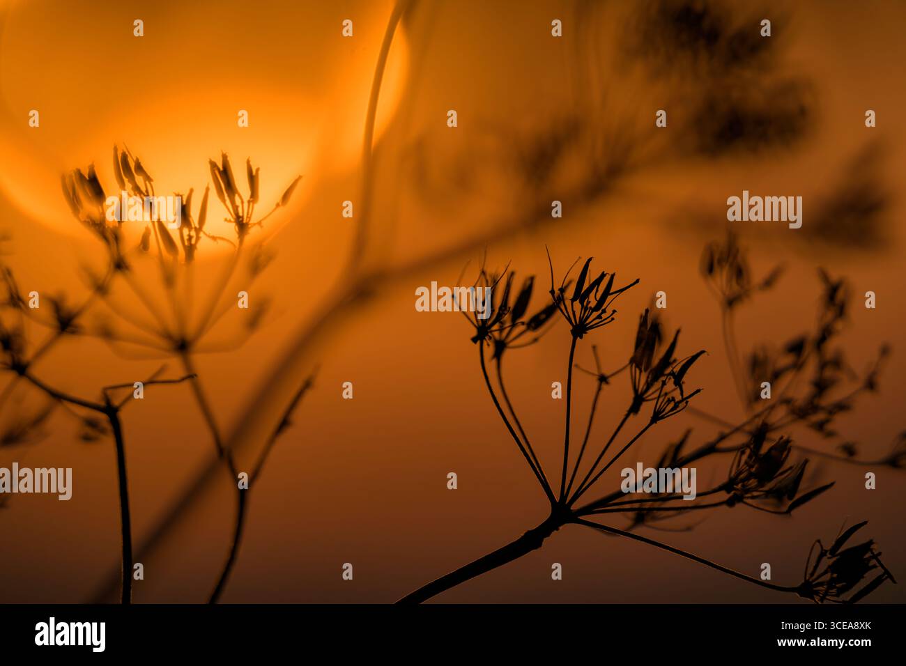 Il sole sorge a Bladgon, Somerset dietro piante di umbellifero con sfrazione che gli fa avere una forma distorta, quasi ricordandomi della pesca Foto Stock