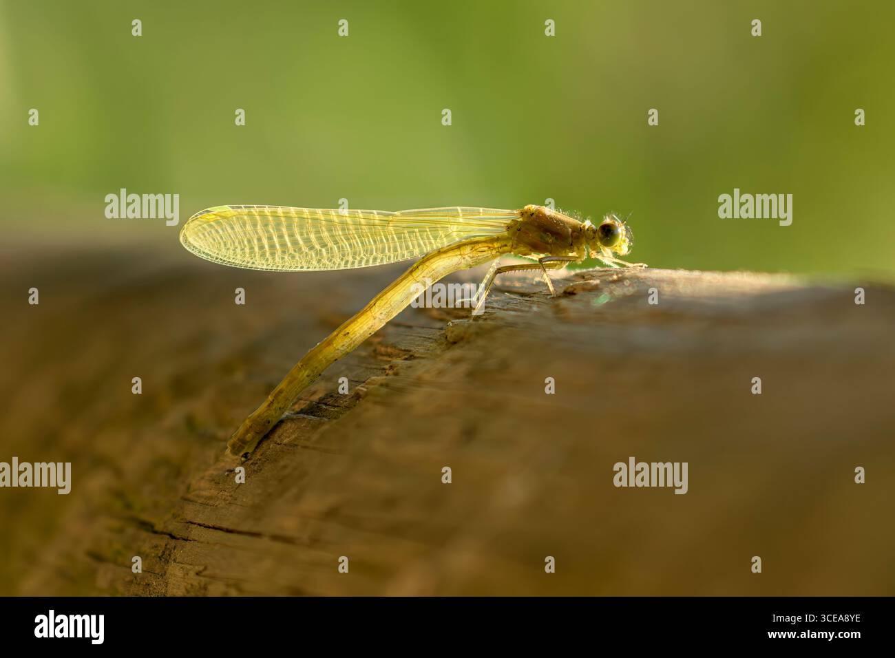 Appena emersa damselfly, chiamata anche tenerale, senza ancora segni, quindi è impossibile dire quale tipo di damselfly sia. Foto Stock