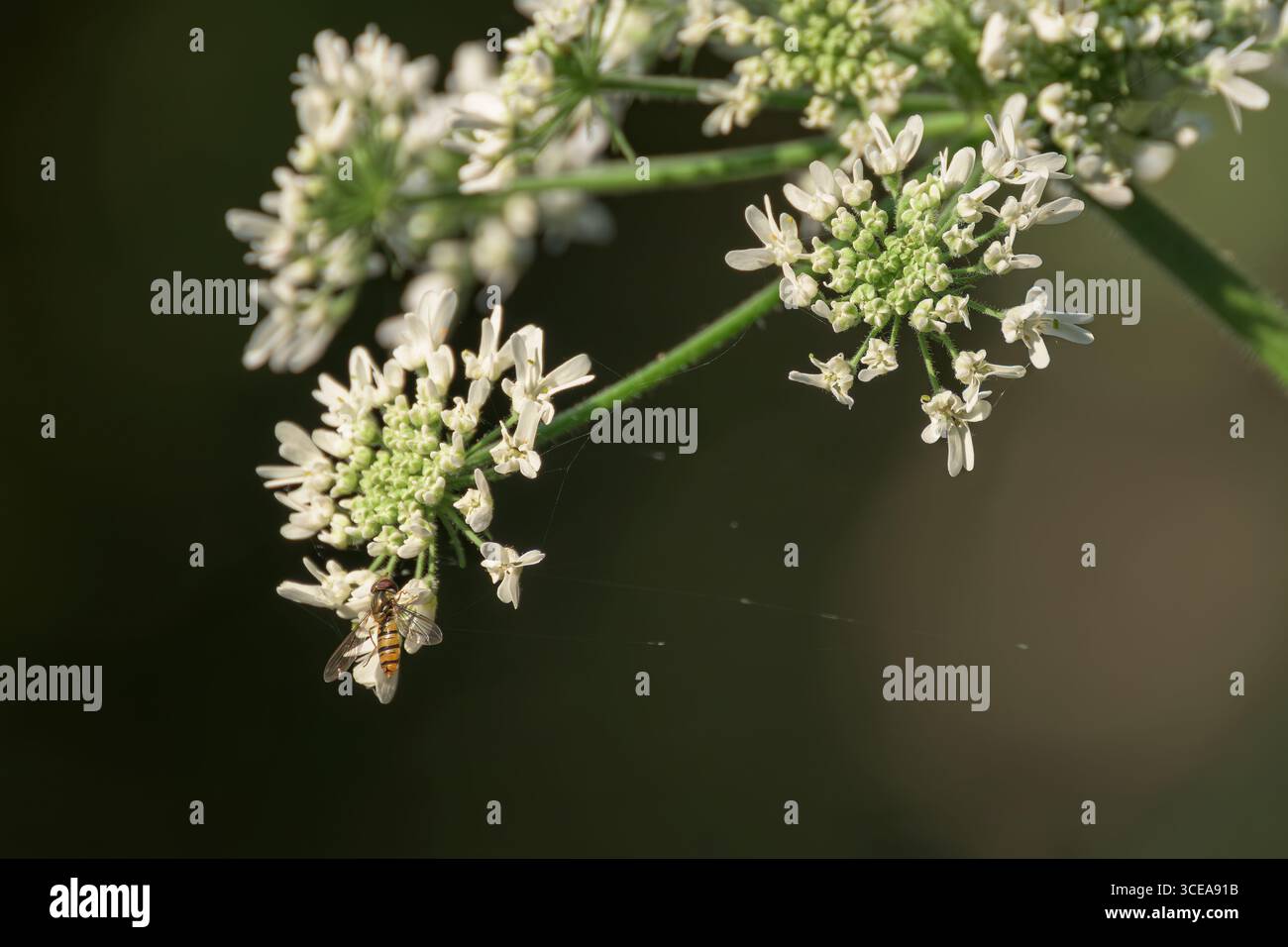 Marmellata hoverfly su fiori di pastinaca di mucca, catturati a Somerset, Regno Unito Foto Stock