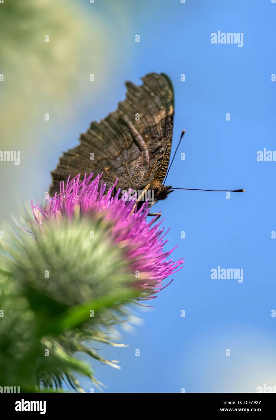 Farfalla di pavone sul cardo di lancia in estate, nelle giornate di sole Foto Stock