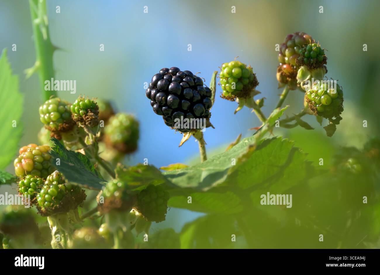 Una grande mora, pronta da mangiare, che cresce tra le more non mature Foto Stock