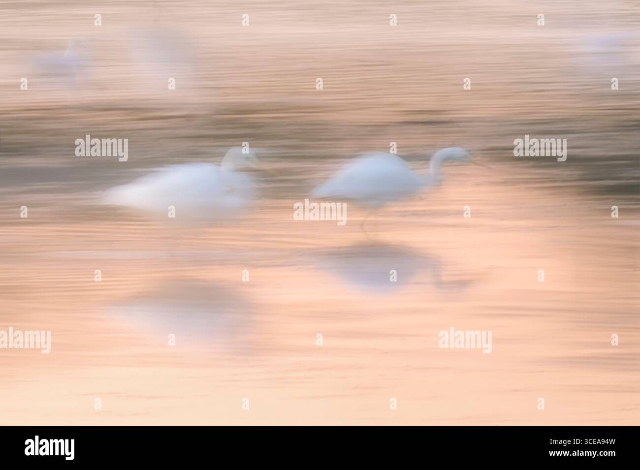 Egrette e gabbiani in un piccolo pozzo d'acqua all'alba, il lago Chew Valley nell'estate 2025, molto arida, scattato con movimenti intenzionali della fotocamera Foto Stock