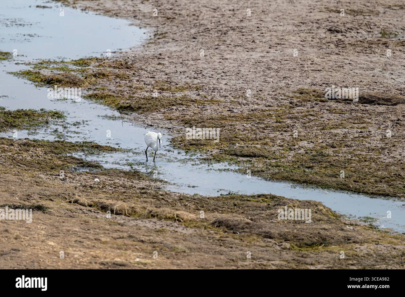 Little Egret si nutre nelle piccole piscine poco profonde lasciate in alcune zone del lago Chew Valley dopo un clima estremamente secco per mesi. Estate 2025. Foto Stock