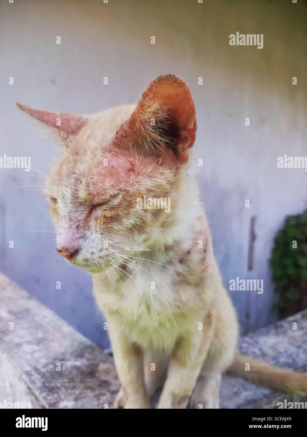 Gatto randagio malato con malattia della pelle Foto Stock