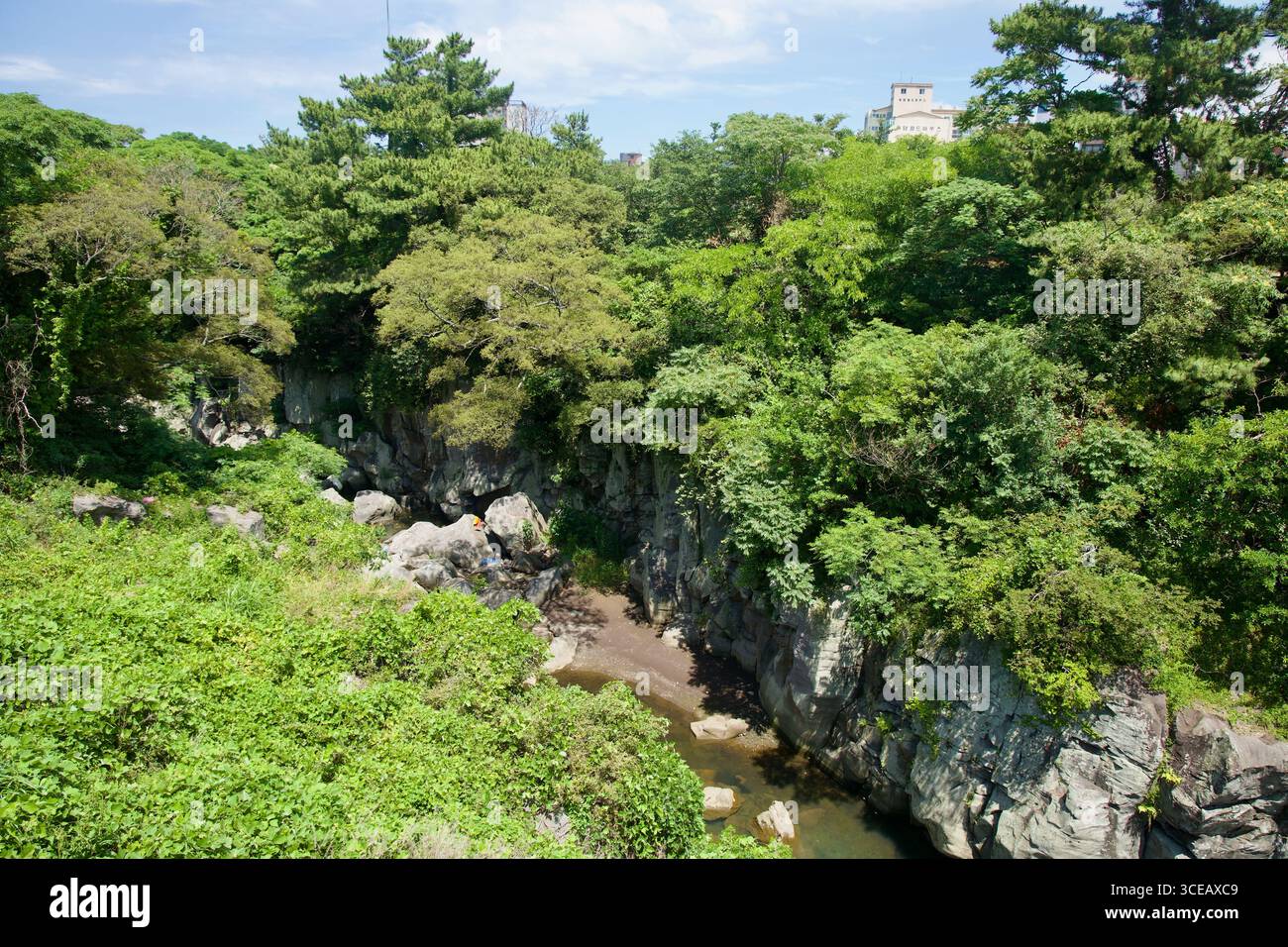 La gola boscosa della Yongyeon Valley rivela scogliere di basalto, massi sparsi e un ruscello poco profondo sotto il fitto fogliame estivo nella città di Jeju. Foto Stock