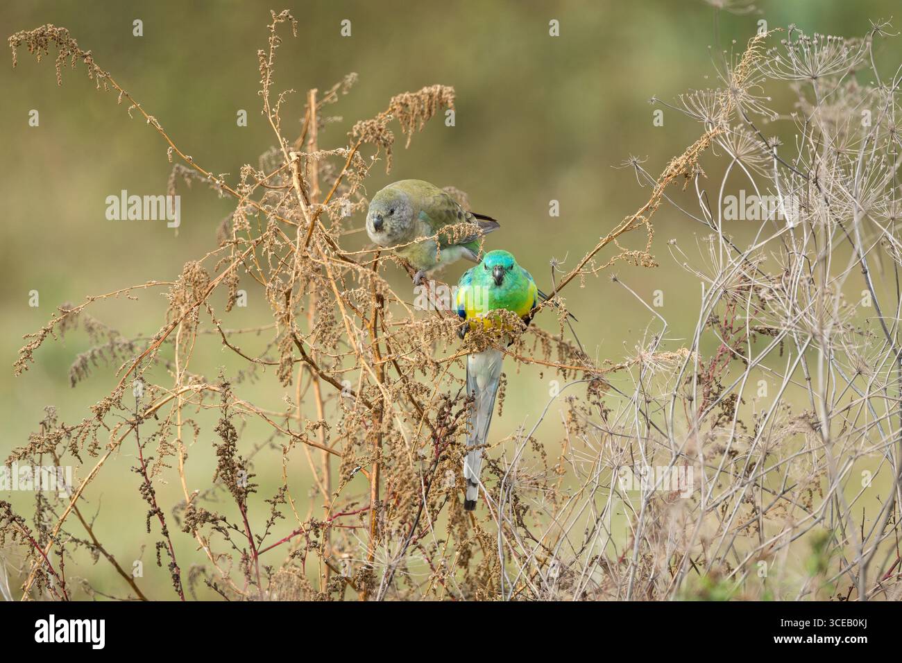 Due pappagalli accoppiati, con arbusti rossi, sono arroccati in un piccolo cespuglio in un paddock erboso che si nutrono insieme dei semi. Foto Stock