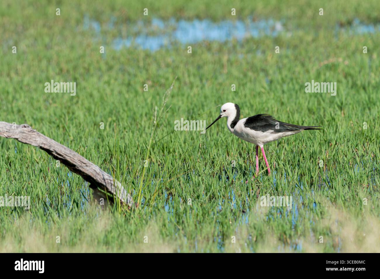 Un singolo Stilt maturo con ali nere passa attraverso le corti e vibranti canne verdi in una zona umida termale che si presta ad insetti. Foto Stock