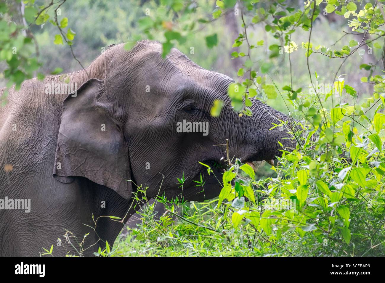 Un elefante selvatico al Mudumalai Reserve Forest Safari, che mette in risalto il fascino della fauna selvatica nel suo habitat naturale. Foto Stock
