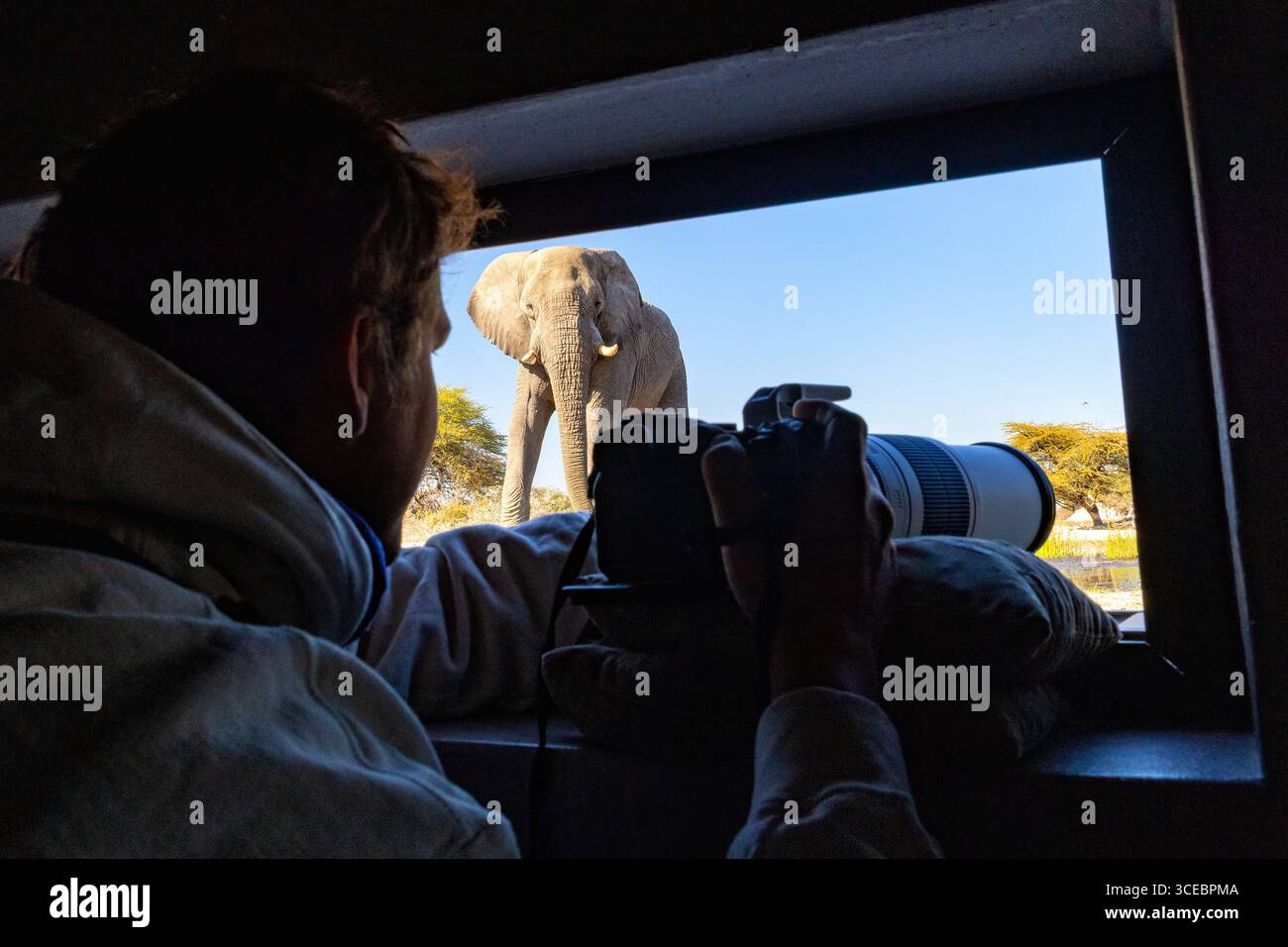 Elefante africano (Loxodonta Africana) nella pozza d'acqua, visto dall'interno di Onkolo Hide, riserva naturale di Onguma, Namibia, Africa Foto Stock