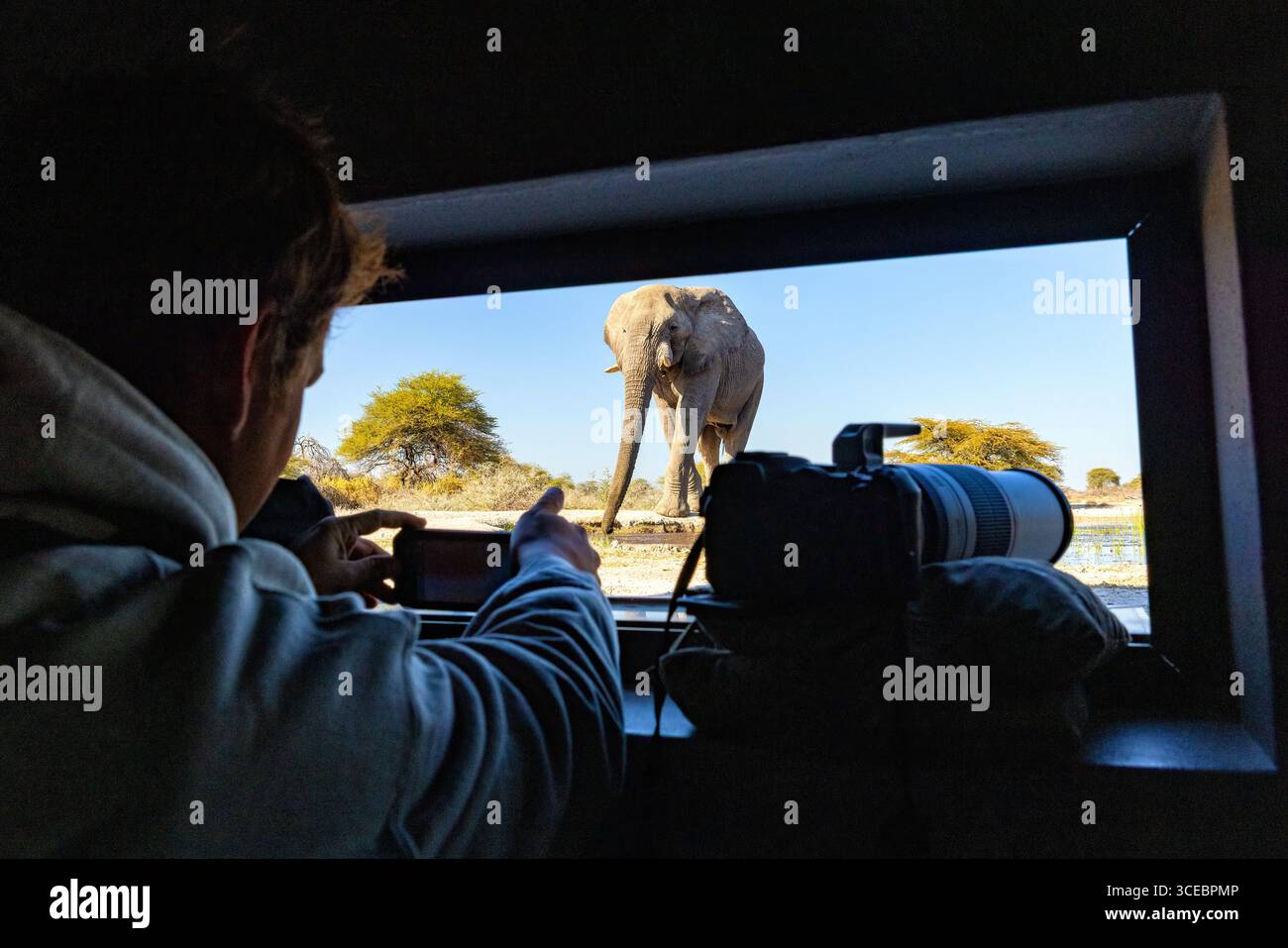 Elefante africano (Loxodonta Africana) nella pozza d'acqua, visto dall'interno di Onkolo Hide, riserva naturale di Onguma, Namibia, Africa Foto Stock
