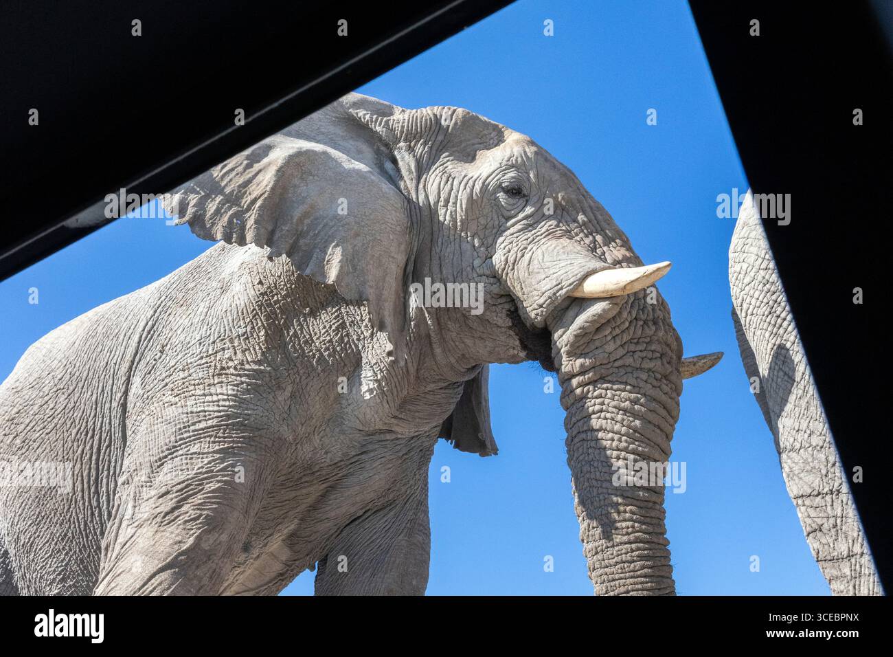 Elefante africano (Loxodonta Africana) a piedi dalla finestra dell'Onkolo Hide, riserva naturale di Onguma, Namibia, Africa Foto Stock