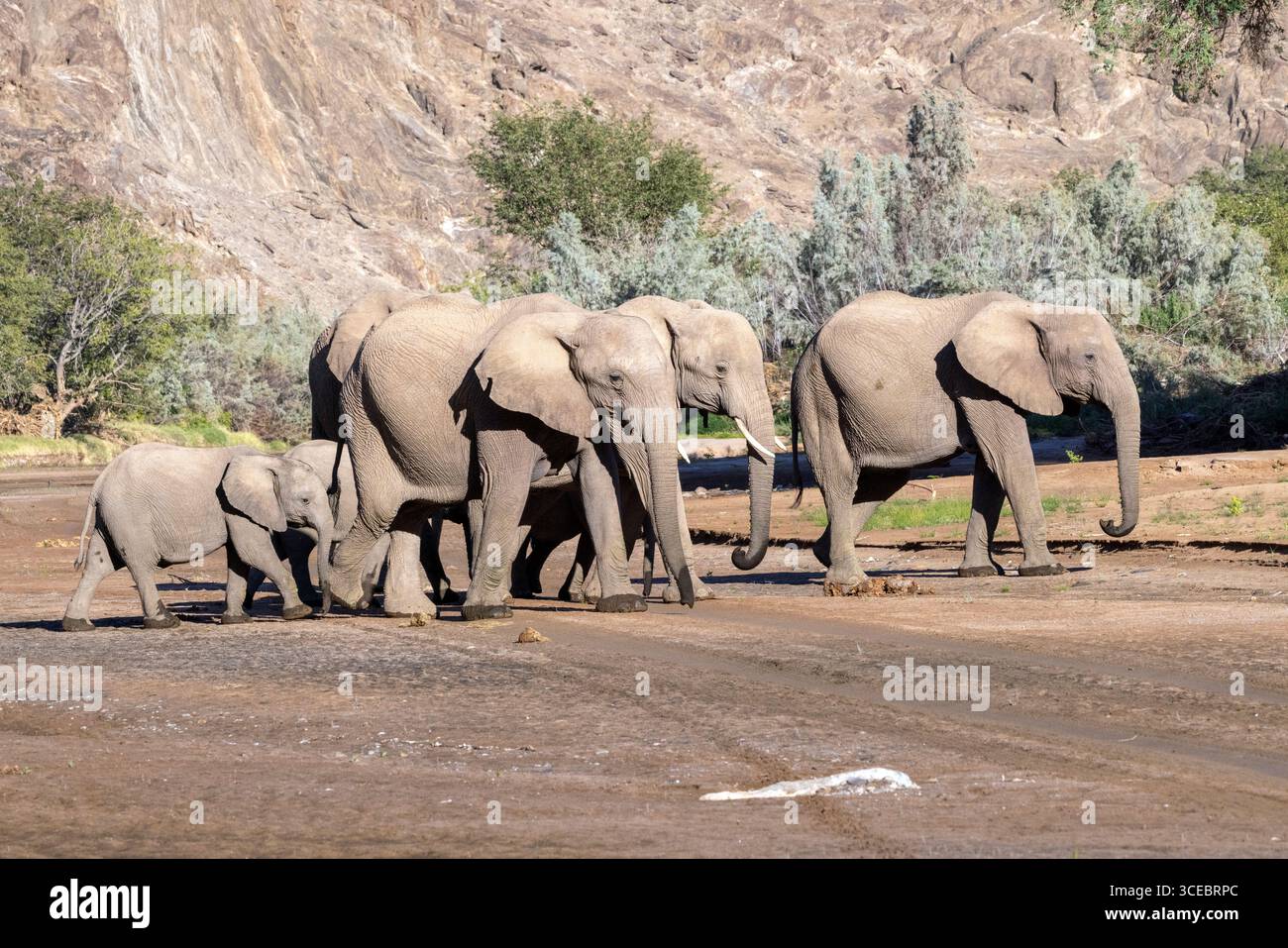 Elefanti africani (deserto adattato) - Valle del fiume Hoanib, Namibia, Africa Foto Stock
