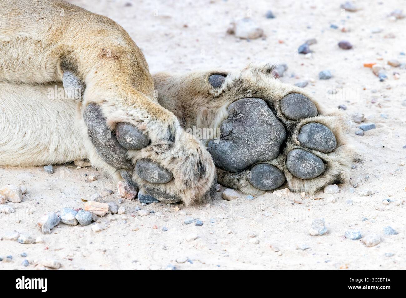Primo piano di zampe di leone (Panthera leo) - Ongava Private Game Reserve, Namibia, Africa Foto Stock