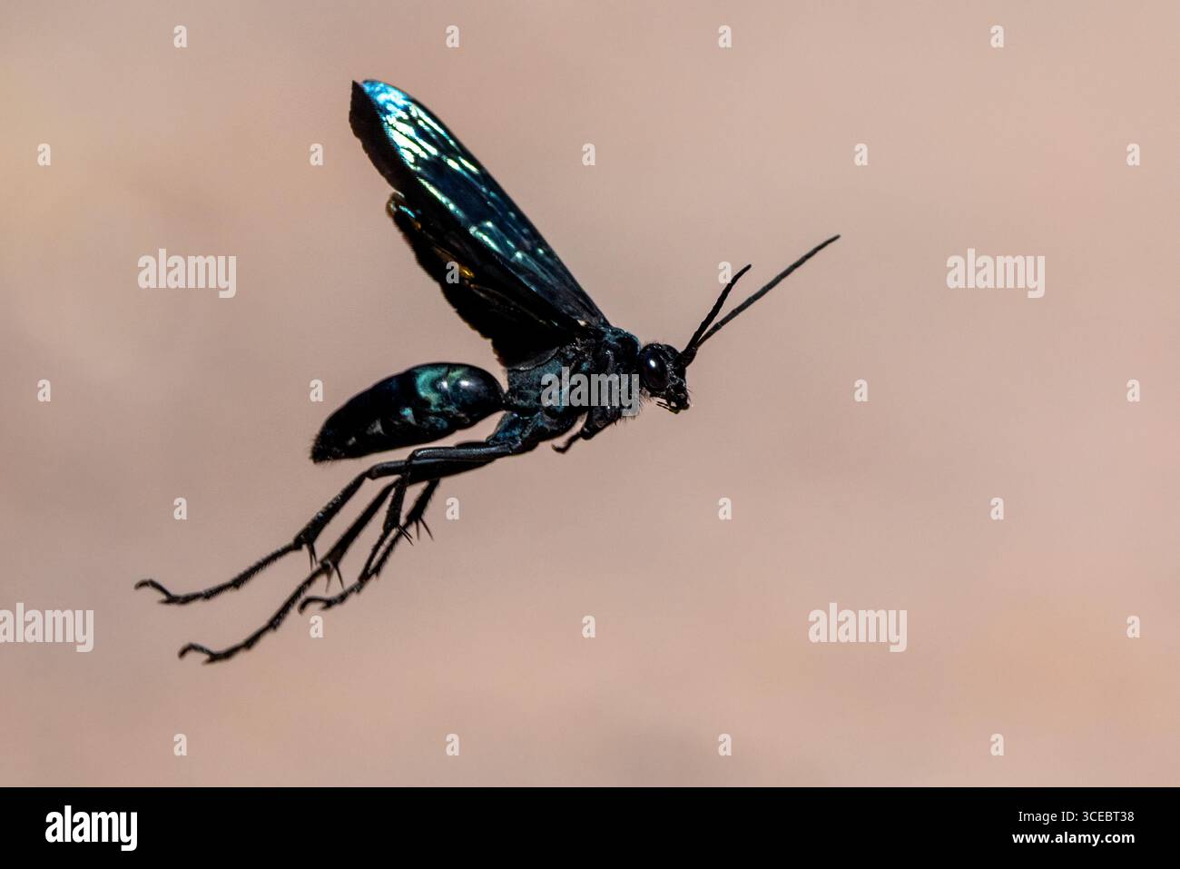 Vespa di ragno o falco (famiglia Pompilidae) in volo - Ongava Private Game Reserve, Namibia, Africa Foto Stock