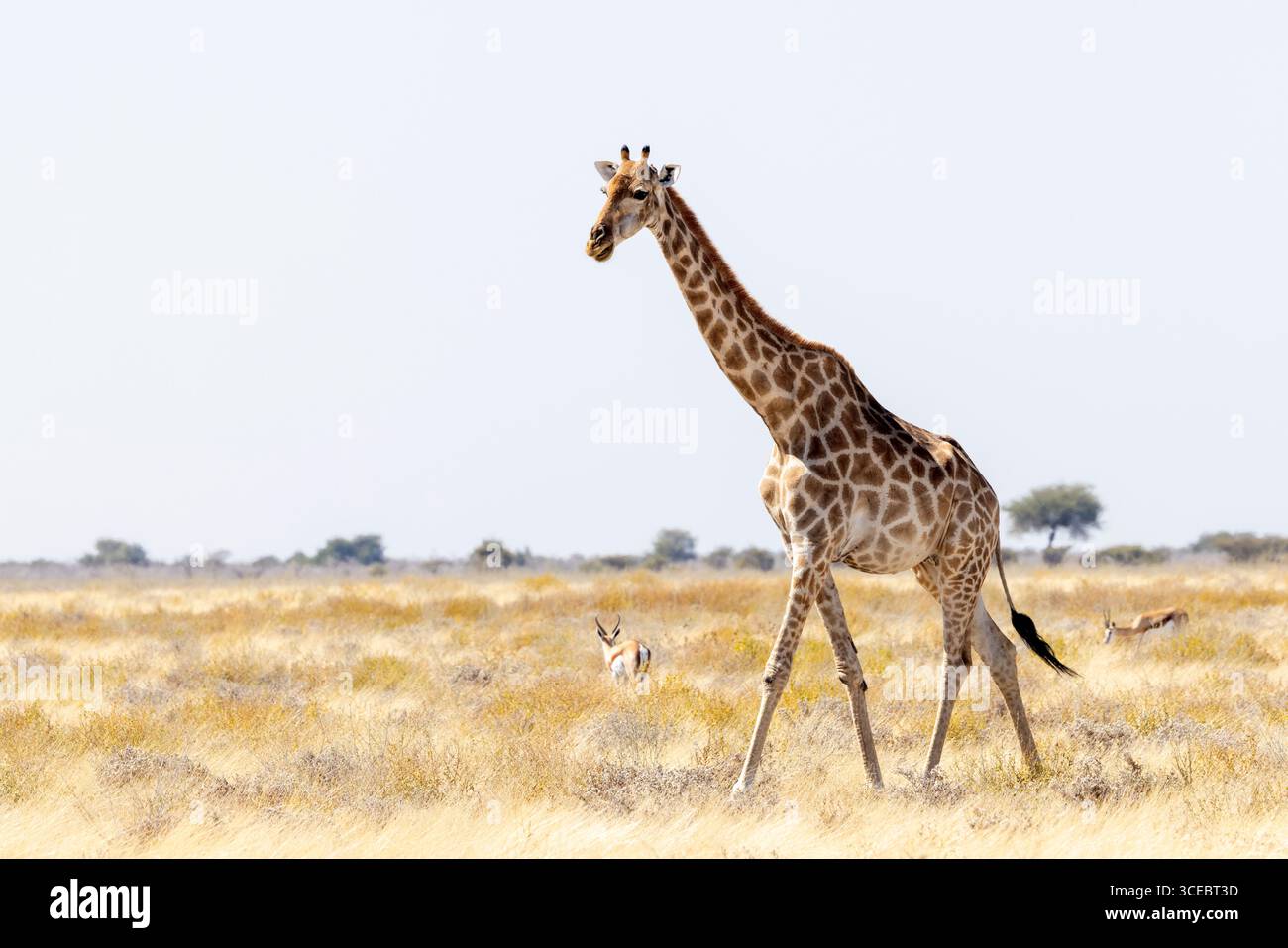 Giraffa angolana (Giraffa camelopardalis angolensis) nel Parco nazionale di Etosha - Namibia, Africa Foto Stock
