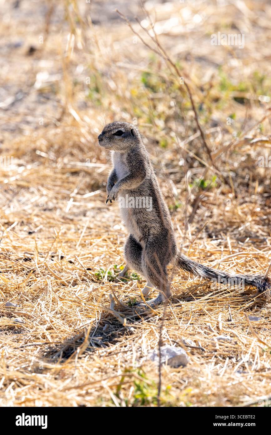 Scoiattolo di terra del Capo o scoiattolo di terra sudafricano (Geosciurus inauris) nel Parco nazionale di Etosha - Namibia, Africa Foto Stock