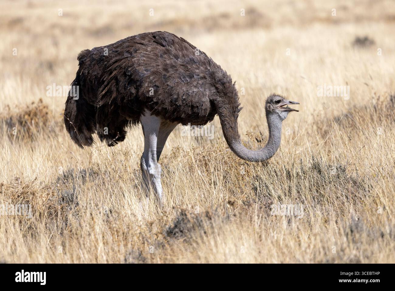 Struzzi comuni femminili (Struthio camelus) che si nutrono nel Parco nazionale di Etosha, Namibia, Africa Foto Stock