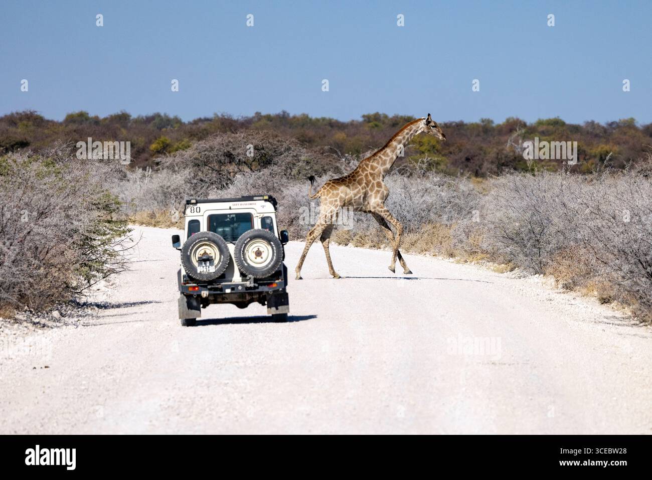 Giraffe angolane (Giraffa camelopardalis angolensis) che attraversano la strada nel Parco Nazionale di Etosha - Namibia, Africa Foto Stock