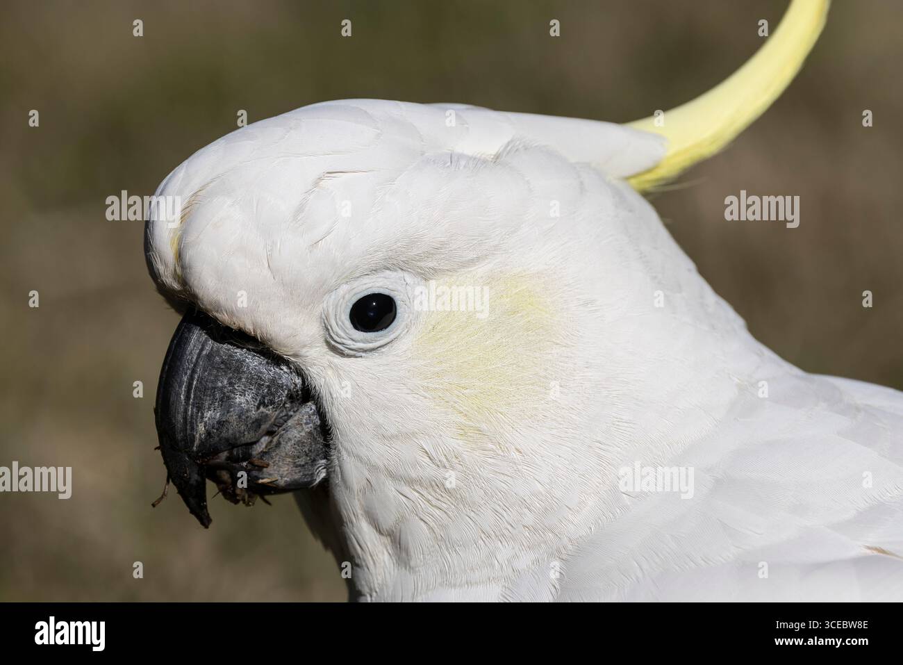 Ritratto di un Cockatoo australiano crestato di zolfo Foto Stock