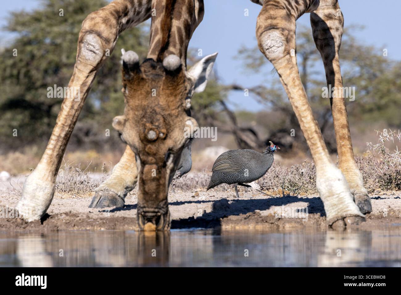 Giraffa angolana (Giraffa camelopardalis angolensis) che beve in acqua con faraone (Numida meleagris) che corre tra le gambe - Onkolo H. Foto Stock