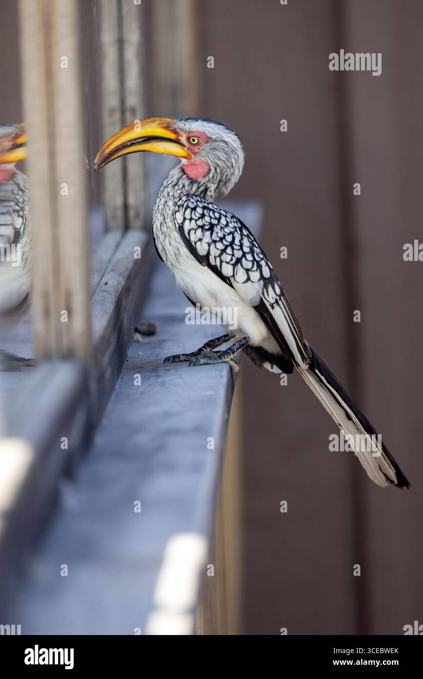 Hornbill a becco giallo meridionale (Tockus leucomelas) che guarda alla riflessione in finestra - riserva naturale Onguma, Namibia, Africa Foto Stock