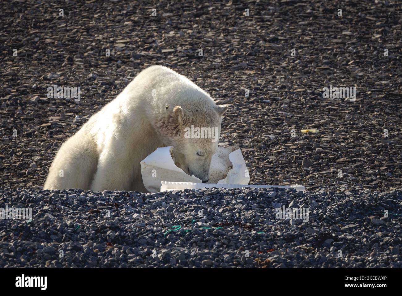 Un orso polare spinge la testa in un contenitore di plastica bianco rotto mentre cerca cibo tra i rifiuti su una spiaggia delle Svalbard. Foto Stock