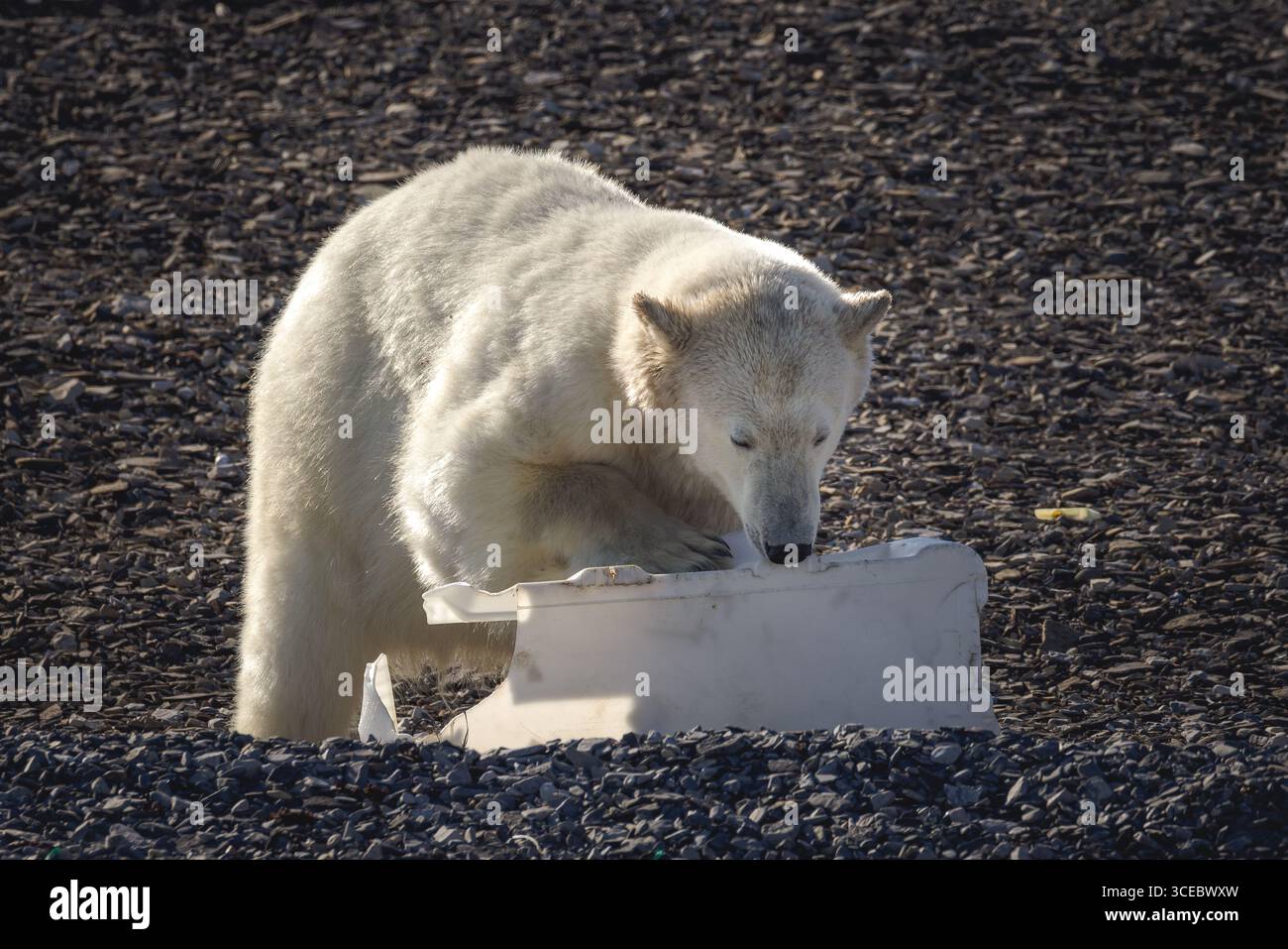 Con gli artigli su una scatola di plastica frantumata, un orso polare interagisce con i detriti lavati a terra su una spiaggia delle Svalbard. Foto Stock