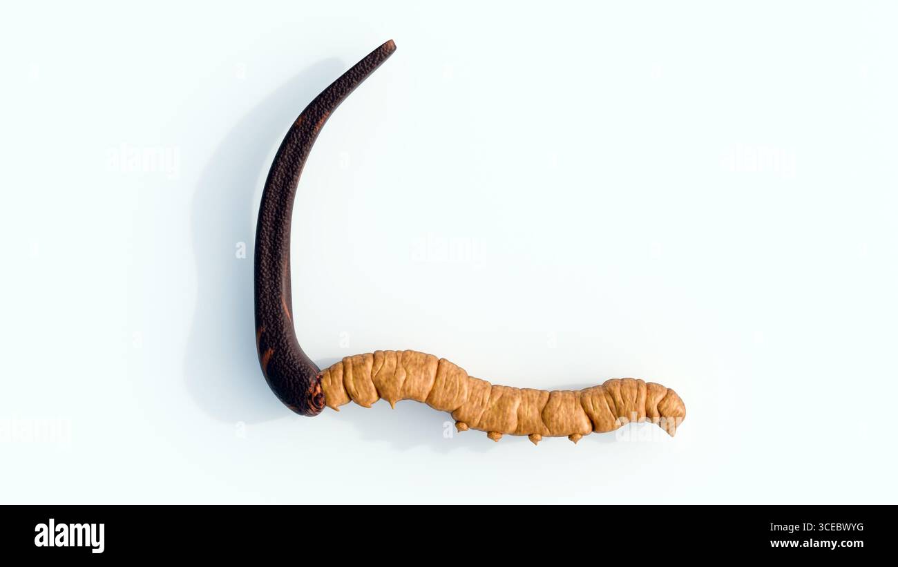 Rendering 3d dei cordyceps. Un tipo di fungo parassita che cresce sulle larve degli insetti è noto per il suo uso nella medicina tradizionale cinese. Foto Stock