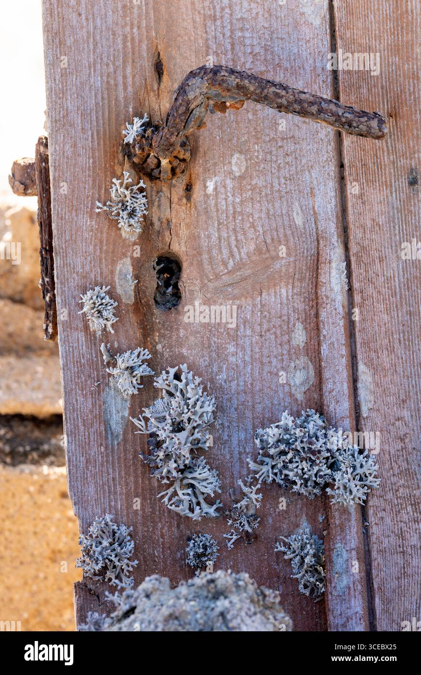 Licheni che crescono sulla porta nella città mineraria abbandonata di Elizabeth Bay - vicino a Luderitz, Namibia, Africa Foto Stock