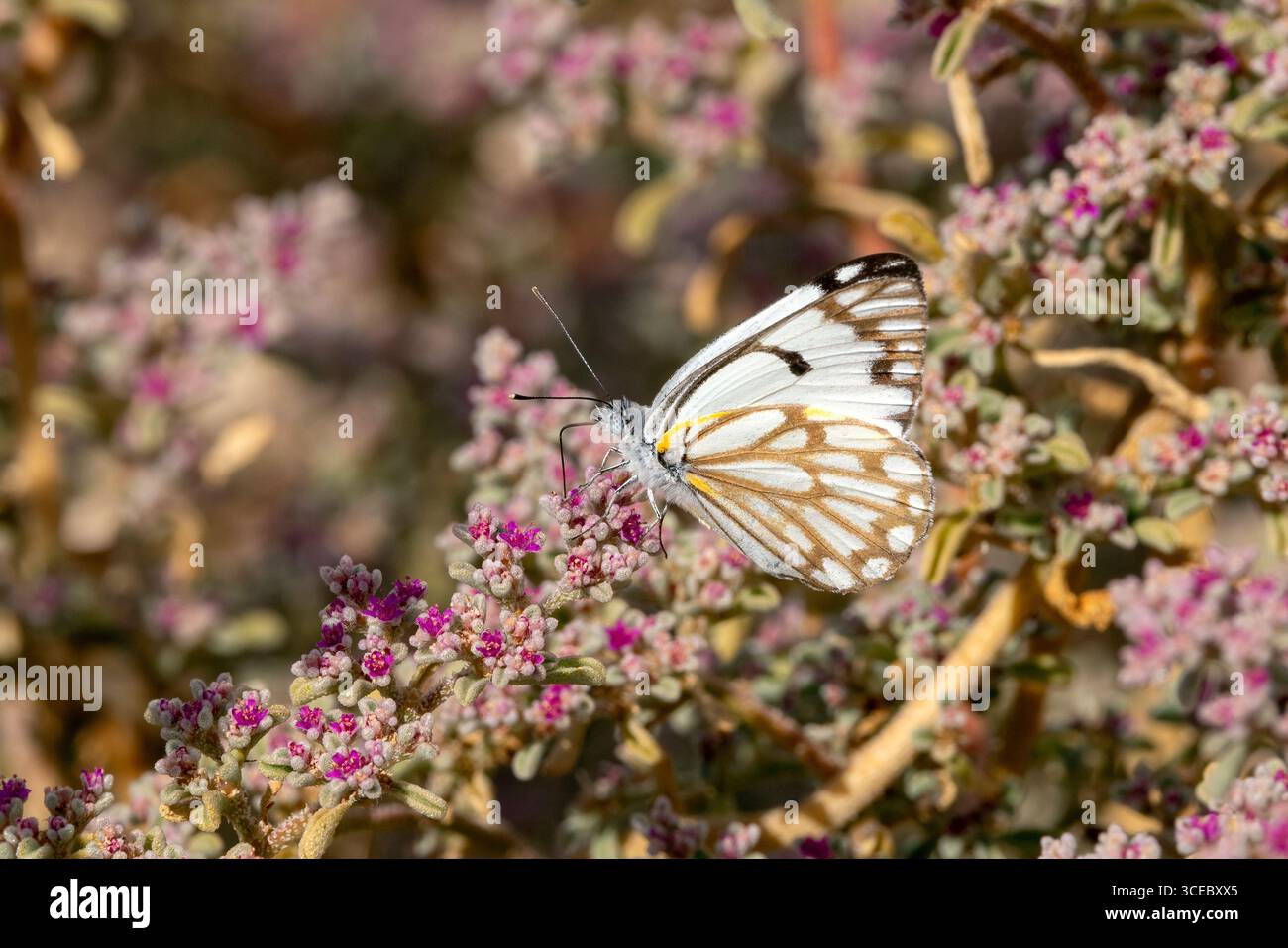 Farfalla bianca Pioneer (Belenois aurota) nel Parco Nazionale Namib-Naukluft, Namibia, Africa Foto Stock